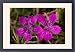 Framed Prints of Maiden pink from Ardea Wildlife Pets