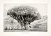 1897 Print Dragon Tree Dracaena Tree Shrubs Tenerife Island Canary Island Plant - Original Halftone Print