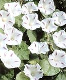 Milky Way Morning Glory 25 Seeds