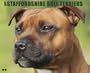 Just Staffordshire Bull Terriers