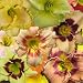 25 Assorted Daylily Fans