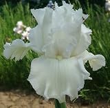 3 Tall Bearded Iris Arctic Age Rhizomes by Dutch Bulb Lady Best Prices