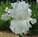 3 Tall Bearded Iris Arctic Age Rhizomes