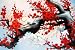 Abstract Art Chinese Plum Blossom Feng Shui Oil Painting