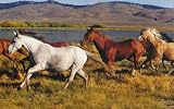Horses Wall Mural - 8'3