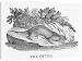 Canvas Prints of Otter (Bewick) from Mary Evans
