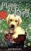 Magic Puppy