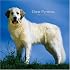Great Pyrenees 2008 Square Wall Calendar
