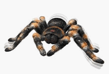 51myJT83qwL Uncle Milton sdum rctran RC Tarantula
