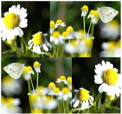 1,500 GERMAN CHAMOMILE Seed - FLOWER HERB SEEDS - CAMOMILE TEA - HEAVENLY APPLE SCENT - Sweet Smelling & Aromatic Daisy Like Flowers - 60 - 65 Days To Harvest - By MySeeds.Co 1,500 GERMAN CHAMOMILE Seed - FLOWER HERB SEEDS - CAMOMILE TEA - HEAVENLY APPLE SCENT - Sweet Smelling & Aromatic Daisy Like Flowers - 60 - 65 Days To Harvest - By MySeeds.Co