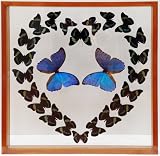 Real Framed Butterfly Heart with Mounted Blue Morpho Butterflies