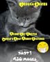 Funny Cat Photos - World's Most Funny Pictures Part: 1