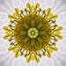 Kaleidoscope of Clematis Flower - 24