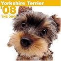Yorkshire Terrier 2008 Square Wall Calendar (German, French, Spanish and English Edition)