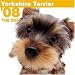 yorkshire terrier - Yorkshire Terrier 2008 Square Wall Calendar