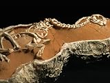 Dinosaur Hunters: Secrets of the Gobi Desert