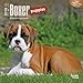 Boxer Puppies 2016 Calendar