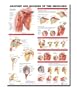 Anatomy and Injuries of the Shoulder Anatomical Chart