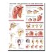 Anatomy and Injuries of the Shoulder Anatomical Chart