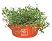 Kitchen & Housewares : casserole kitchen herb kit- orange - basil and mint seeds - a great house warming present or gift for cooks!
