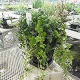 完全受注生産 パーセノシッサス シュガーバイン ７号に目一杯植えこんだ特別仕立て 受け皿付き