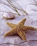 Sandy Beach II by Gaetano . PLAQUE MOUNTED. 8.00 inches width by 10.00 inches height. Highest Quality Art Poster Print