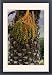 Framed Prints of DAD-1865 Canary Island date palm - Endemic to the Canary Isles from Ardea Wildlife Pets
