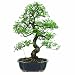 Brussel's Chinese Elm Bonsai
