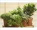 Photographic Prints of LA-2330 Herb - being grown in pots, Thyme, Basil, Parsley, Sage, Bay Leaf from Ardea Wildlife Pets