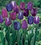 Rare Blue Moon Triumph Tulip Mix 50 Bulbs -Huge Savings