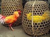 Fighting Cocks, Rosters, with Dyed Plummage Looking for a Way Out, Tenganan, Indonesia Photographic Poster Print