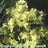 Produkt-Bild: Zwerg Rhododendron Princess Anne 20-25cm