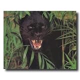 Black Leopard Cat Close Up # 1 Wildlife Home Decor Wall Picture 16x20 Art Print
