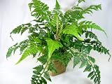 Review Deco-Office GP273050 / 40cm Potted Artificial Silk Large Brake Fern (Pteris) with Runners ~ Office Plant with Pot ~ Home & Conservatory Decoration