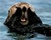 Sea Otter (In Water) Art Poster Print - 16 X 20