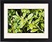 Framed Prints of Box bush - in flower from Ardea Wildlife Pets