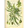 Cannabis Sativa Botanical Illustration Art Poster Print - 24x36