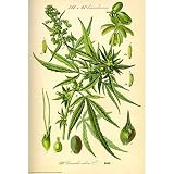 Cannabis Sativa Botanical Illustration Art Poster Print - 24x36
