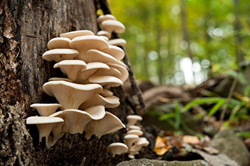 Pearl Oyster Mushroom Mycelium Plug Spawn - 100 Count - Grow Gourmet Mushrooms At Home! Pearl Oyster Mushroom Mycelium Plug Spawn - 100 Count - Grow Gourmet Mushrooms At Home!