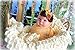 Thanksgiving Fall Turkey Felt Brown Gold Headband Baby Girl Newborn Gift (Turkey Headband)
