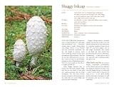 picture of Mushrooms: River Cottage Handbook No.1