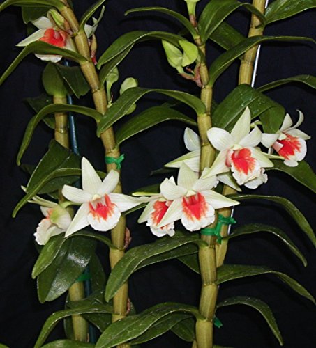 2-plants- Den. Green Lantern -EASY To GROW! FRAGRANT! Attractive! Nice! Orchid Plant 2-plants- Den. Green Lantern -EASY To GROW! FRAGRANT! Attractive! Nice! Orchid Plant