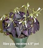 51n0x%2BSiR0L. SL160  Rare Purple Rain Shamrock Plant  Easy Houseplant Oxalis