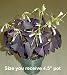 Rare Purple Rain Shamrock Plant -Easy Houseplant-Oxalis