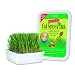 Cat-A'bout Multi-Cat CatGrass Plus Tub 150 grams by MiracleCorp/Gimborn