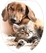 Sticker Autocollant Abattant WC Chien Chat 35x42cm réf 038