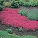 Creeping Thyme Seeds - Thymus serpyllum - 5,000 Seeds