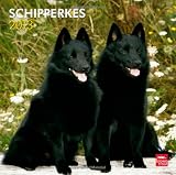 Schipperkes 2013 - Original BrownTrout-Kalender
