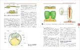 エッセンシャル発生生物学 改訂第2版 画像