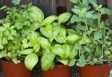 SORREL